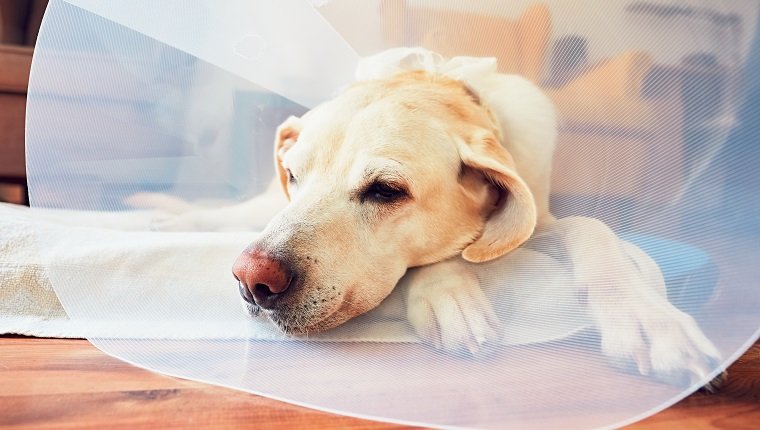 Câine bătrân după o intervenție chirurgicală. Labrador retriever purtând zgardă de protecție medicală este întins acasă.