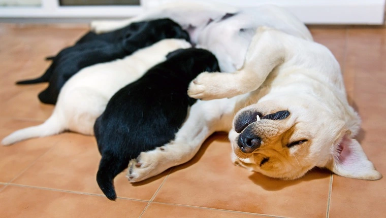 Снимка на щастлив лабрадор ретривър майка куче кърмене нейните кученца