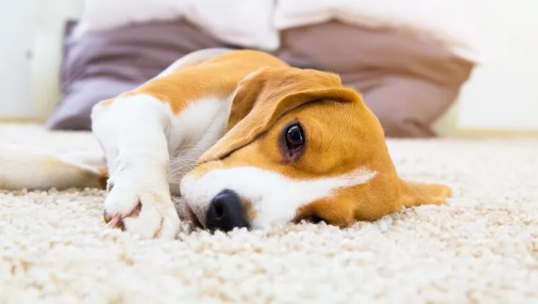 Уморено куче на килима. Тъжен бигъл на пода. Куче, лежащо на мек килим след обучение. Бигъл с тъжни отворени очи в помещението. Красив животински фон.