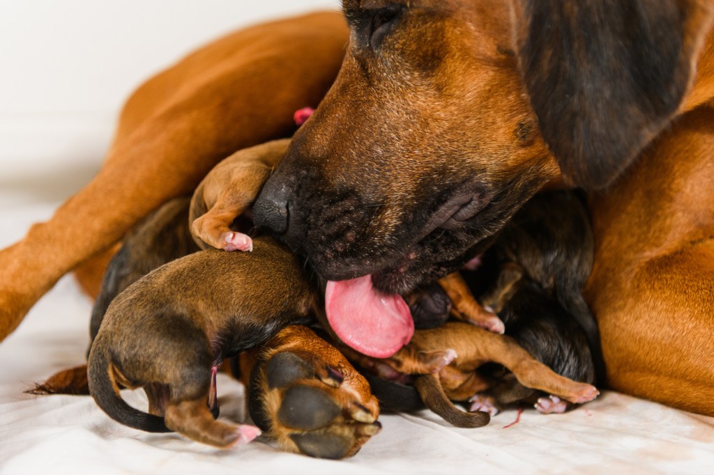 Rhodesian Ridgeback madre perra lamiendo a sus cachorros recién nacidos después de dar a luz.
