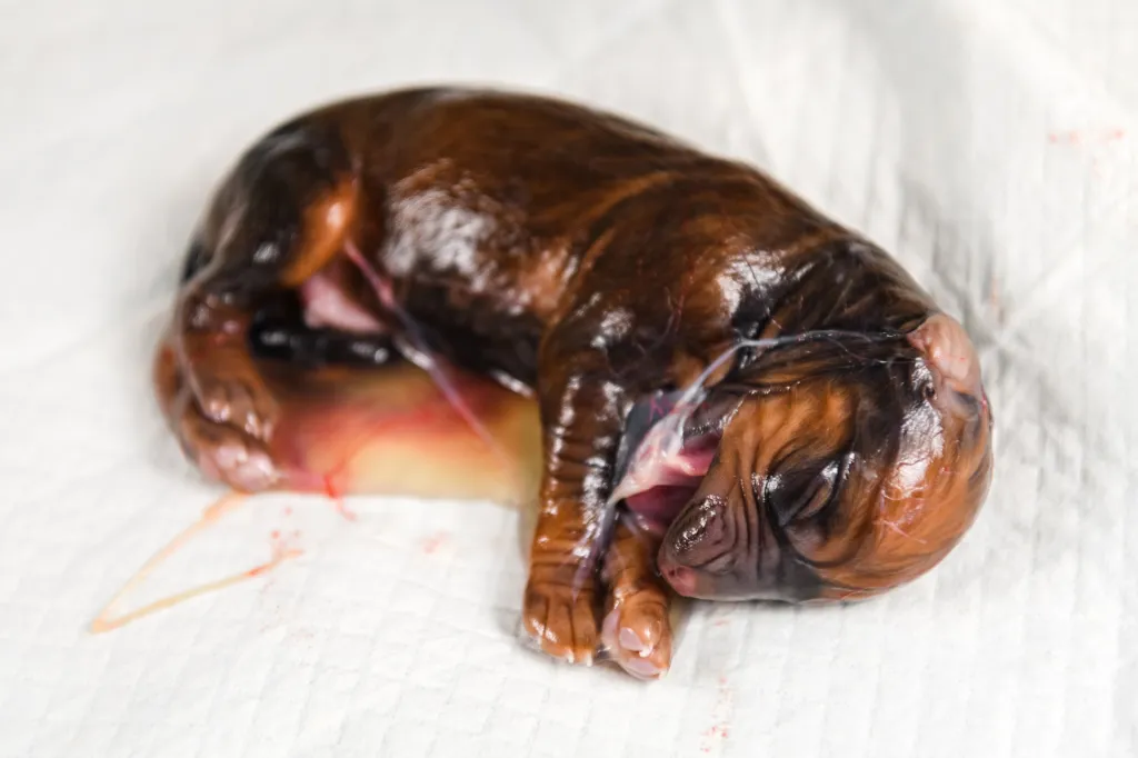 Rhodesian Ridgeback cachorro recién nacido en el saco amniótico justo después de dar a luz