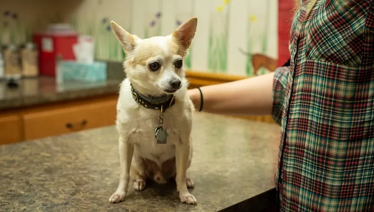 Ein verängstigter hellbrauner und weißer Chihuahua sitzt auf dem Untersuchungstisch in einer Tierklinik und wird von den Händen seines Besitzers gestreichelt und beruhigt.
