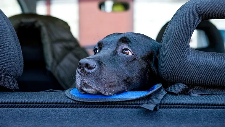 puedo darle dramamine a mi perro para que lo lleve en coche