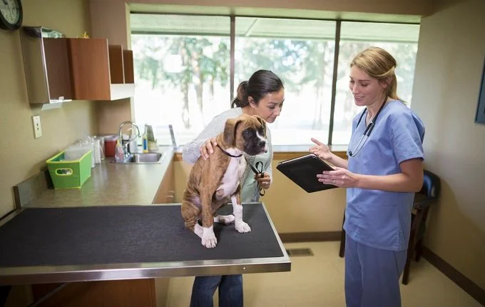 Ветеринарният лекар разговаря със собственика на кученце в стаята за изпити