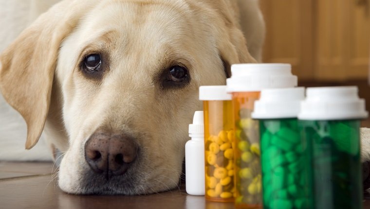 Куче от породата лабрадор лежи до бутилка с хапчета и лекарства, близък план
