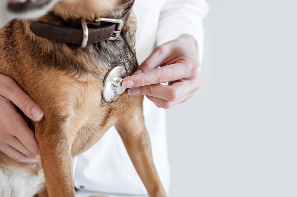 الكلب الذي يتم فحصه لفريق براءات الاختراع Arteriosus (PDA).