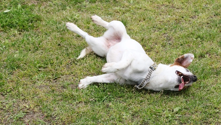 كلب على العشب
