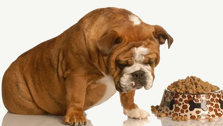 wählerische oder pingelige Bulldogge, die neben einem vollen Napf mit Hundefutter schmollt
