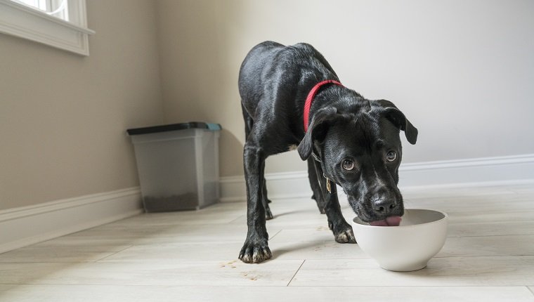 Куче с кални лапи яде от купа за кучета