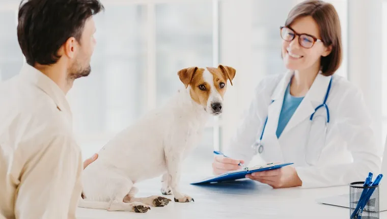 A kutyatulajdonos szívbeteg állattal jön az állatorvoshoz ellenőrzésre. Jack russell terrier ül a vizsgálóasztalnál az állatorvosi klinikán. Barátságos állatorvosnő receptet ír fel a beteg állatnak.