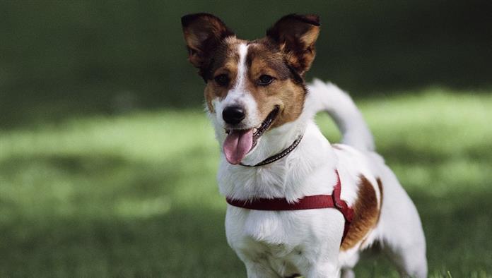 Jack Russell terrier a Central Parkban