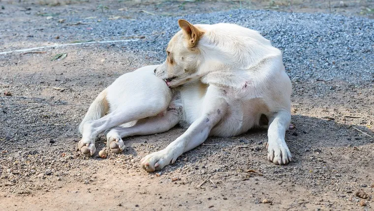 الكلب الأبيض تنظيف ذاتي القراد والبراغيث.