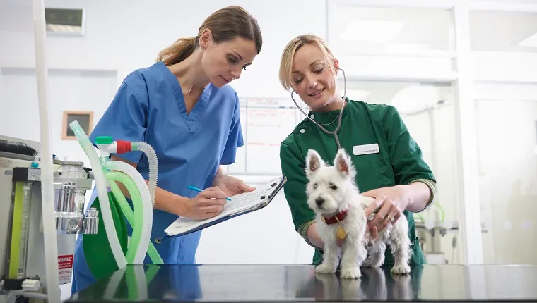 الطبيب البيطري والممرضة البيطرية التي ترتدي سماعة الطبيب التي تفحص الكلاب الصغيرة في ممارسة الجراحة البيطرية ، يقوم الطبيب البيطري بتدوين ملاحظات على الحافظة