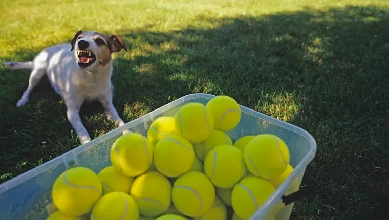 Jack Russell Terrier (Parson Jack Russell Terrier) în curtea din spate, într-o zi însorită, la umbră, mârâind și protejând un coș cu mingi de tenis.