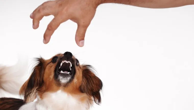 câine furios care latră la mâna cuivahttp://gallery.photo.net/photo/7154067-lg.jpg