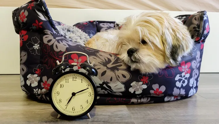 Câine întins în pat care oprește un ceas deșteptător dimineața la 7 dimineața