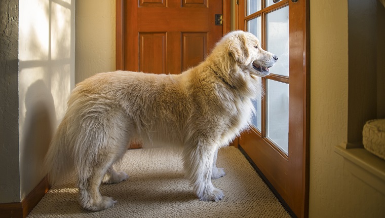 Kutya várakozik az ajtóban