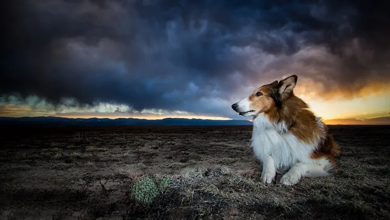Коли седи на пустинята в южната част на Колорадо по време на буря.