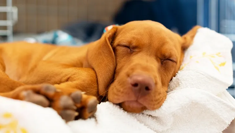 Симпатично унгарско двумесечно кученце визла, което спи в удобното си легло с бяло одеяло.