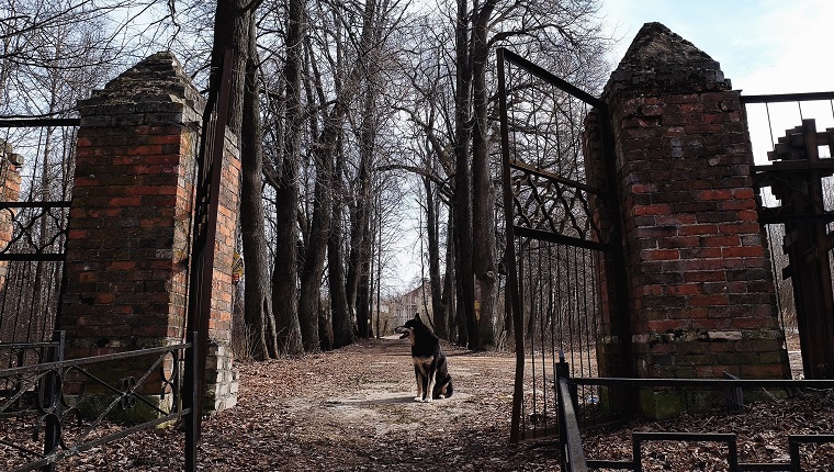 Куче седи до входа на гробището срещу голи дървета