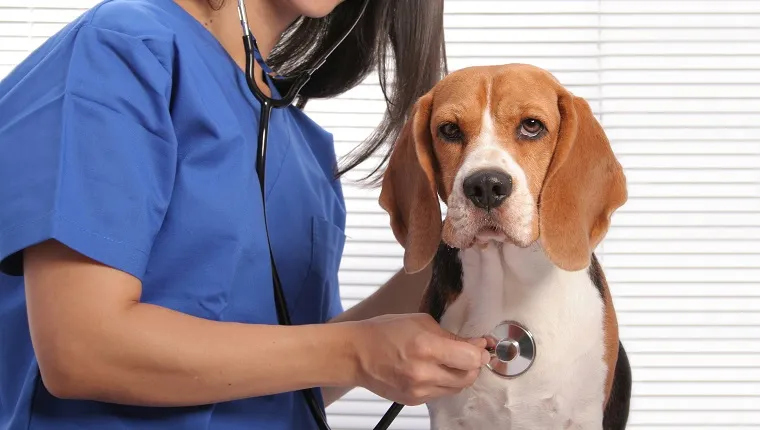 Aranyos beagle kutya vizsgálaton az állatorvosi rendelőben. A fókusz a kutyán van.Néhány további kapcsolódó kép: