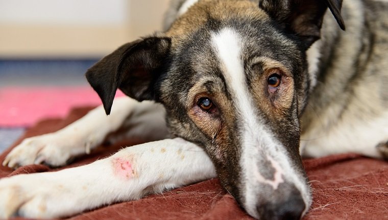 يحصل كلب المشردين المصاب بالجرحى على المساعدة في عيادة بيطرية