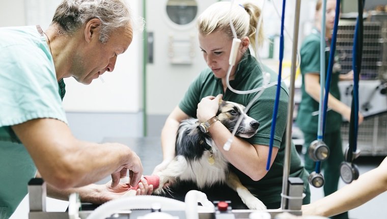 Ein Tierarzt verabreicht einem Hund vor einer Operation in einem Tierkrankenhaus ein Narkosemittel