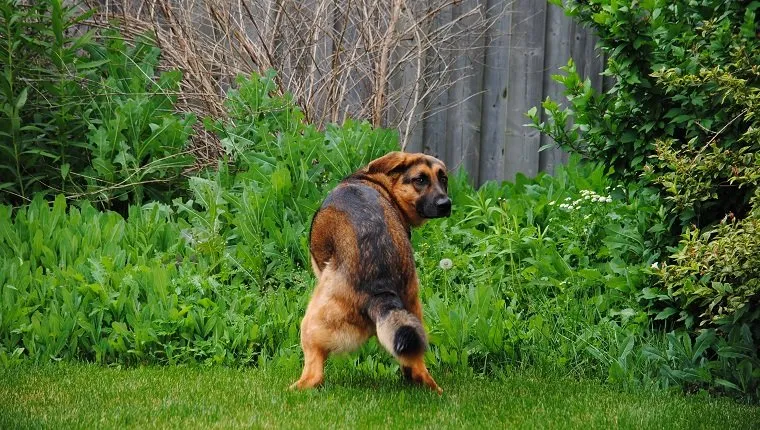 Deutscher Schäferhund blickt in die Kamera, während er sich zum Kacken ins Gras hockt