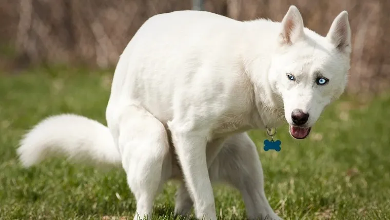 Husky cu ochi albaștri care își face nevoile într-un parc pentru câini