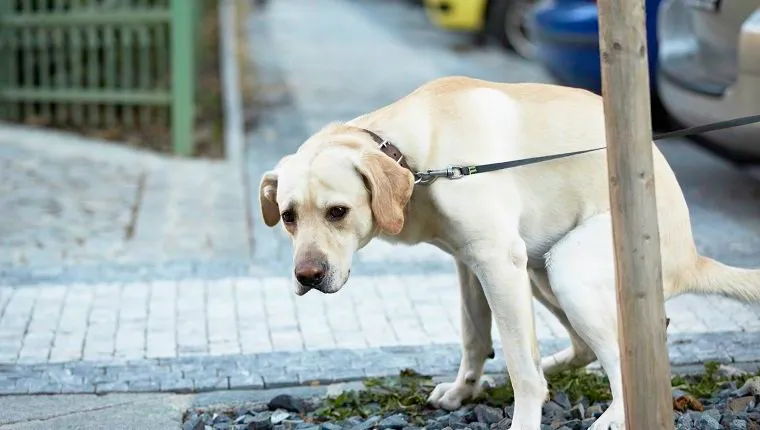 Labrador Retriever kackt mit traurigen Augen