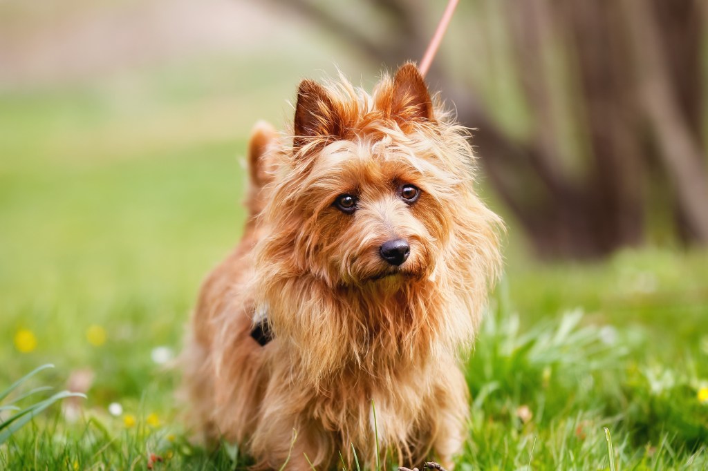 Pured Australier Terrier Small ، Healthy Dog في الخارج على العشب خلال فصل الربيع/الصيف.