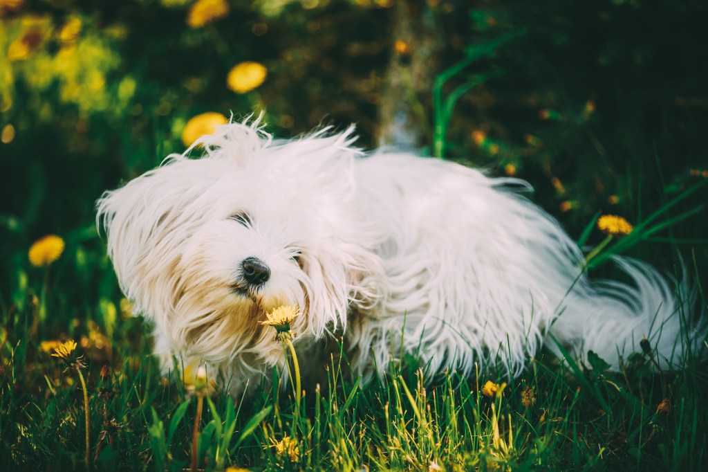 مضحك ، بيكتون بيكتون الكلب يجلس في العشب الأخضر وشم زهور الهندباء في الحديقة