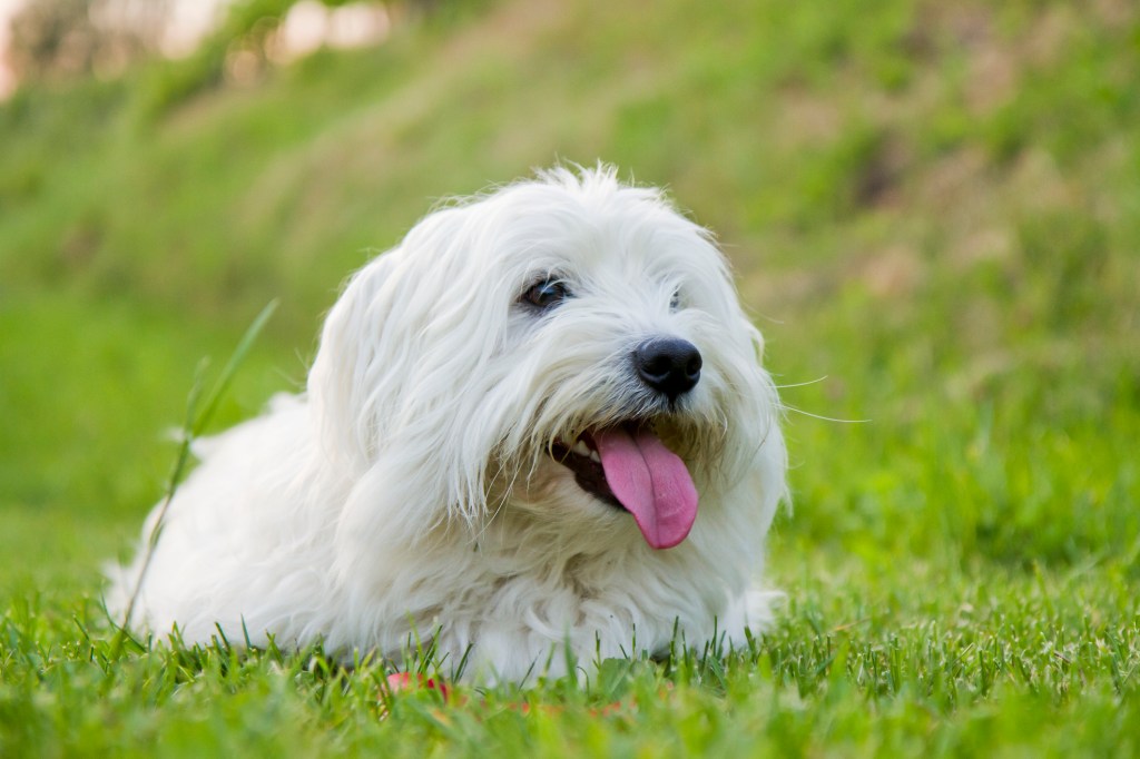 Близък план на симпатично куче от породата Котон де Тулеар, седнало върху зелена прясно окосена трева.