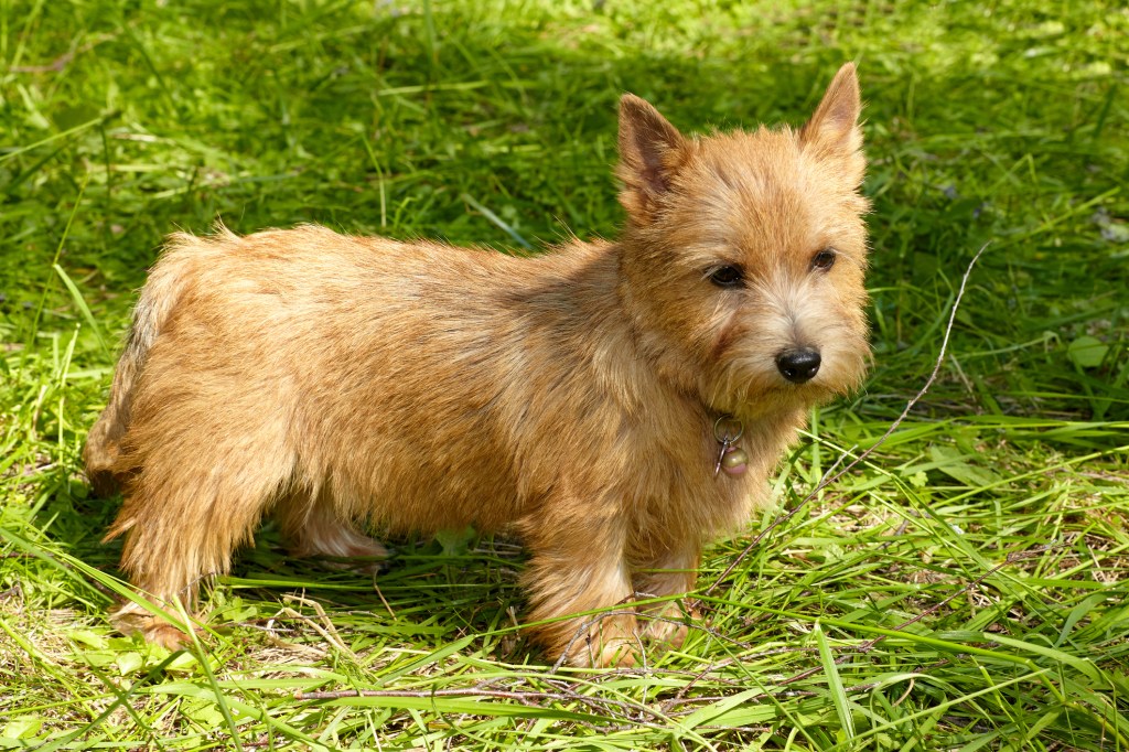 Малко куче от породата норвежки териер стои в зелената трева