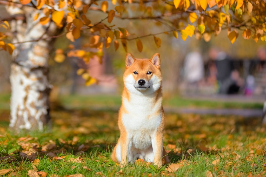 Портрет на куче от породата шиба ину в есенен парк.