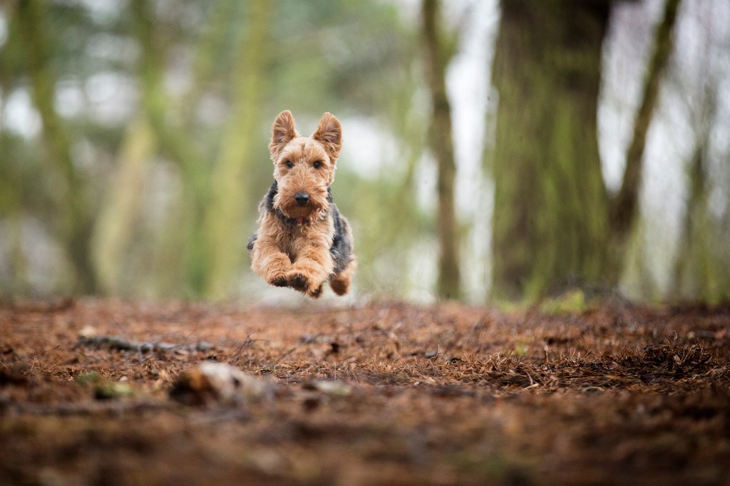 Куче от породата уелски териер в есенна гора тича с пълна скорост към фотоапарата. Малкото куче е във въздуха, като и четирите му лапи са откъснати от земята.