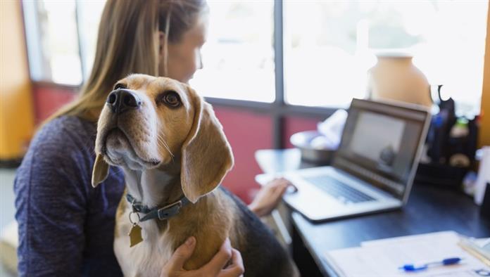 Eine Frau tippt auf einem Laptop, während sie einen Beagle hält.