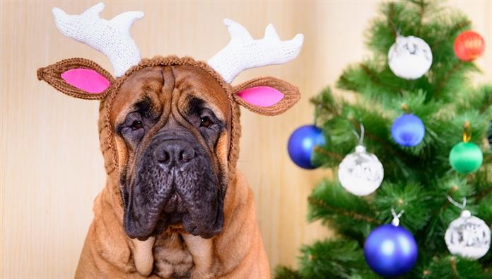 كلب الدرواس مع قرون الرنة يجلس بجانب شجرة عيد الميلاد.