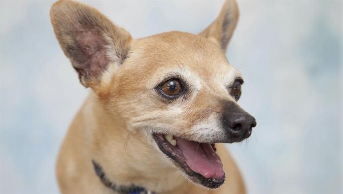 Ein Chihuahua schaut mit offenem Mund zur Seite.