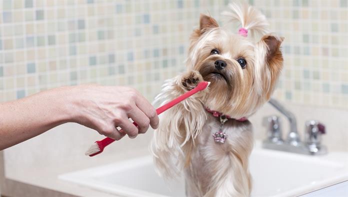 Ein Yorkshire Terrier sitzt in einem Waschbecken und schiebt eine Zahnbürste weg.