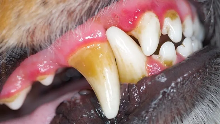 Зъбобол при кучето