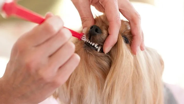 Куче от породата йоркширски териер, на което се мият зъбите. Тя има много чисти зъби с помощта на паста за зъби за кучета и четка за зъби за кучета. Денталната хигиена е задължителна.