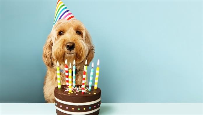 Joyeux Anniversaire Dog Wishes 25 Messages D Anniversaire Mignons Pour Celebrer La Journee Speciale De Fido Races De Chiens Conseils D Experts Soins Et Sante