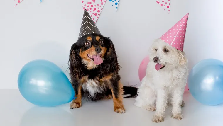 Kleine Hunde sitzen mit Partyhüten und glücklichen Gesichtern, weißer Hintergrund mit rosa und blauen Wimpeln