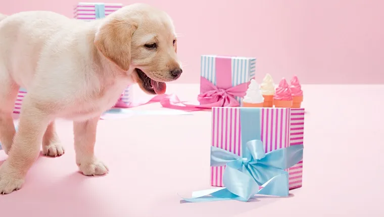 Labrador kiskutya és ajándékok