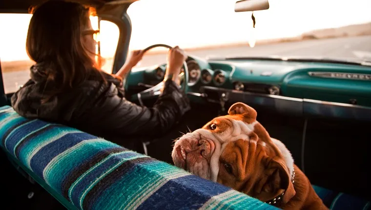 Frau und Englische Bulldogge im Chevrolet Bel Air, Santa Cruz, Kalifornien, USA