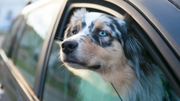 Kék szemű kutya néz ki az autó ablakából, portré