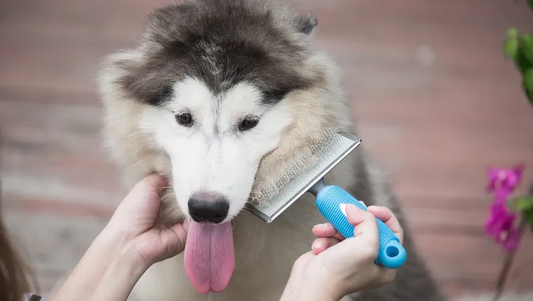Азиатска жена използва гребен за разресване на кученцето сибирско хъски