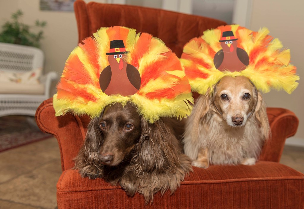 اثنين من dachshunds يرتدي العصابات الديك الرومي. إنهم يجلسون على كرسي داخل منزل ، وليسوا كلاب إقليمية بشكل لا يصدق في عيد الشكر.