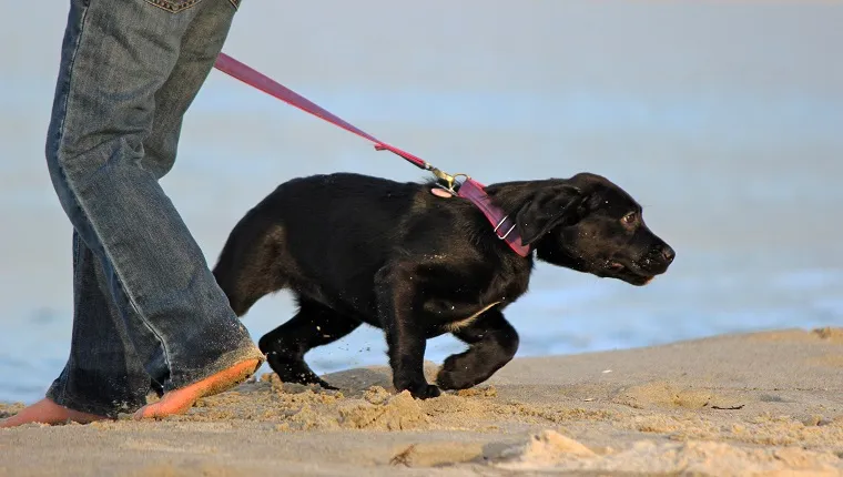 Egy fiatal labrador retriever kölyökkutya a póráz ellenében húzza a pórázt a tengerparti sétán.